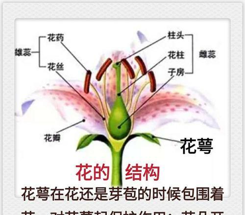 节白蜡叶子发蔫的原因与治疗方法（如何避免和解决节白蜡叶子发蔫的问题）