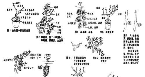 对节白蜡修剪方法（打造美丽花园）