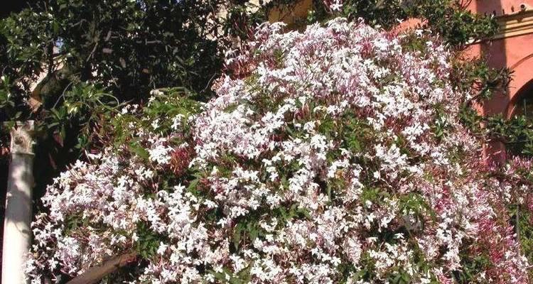 冬日多花素馨落叶美（欣赏植物美学的冬日之选）