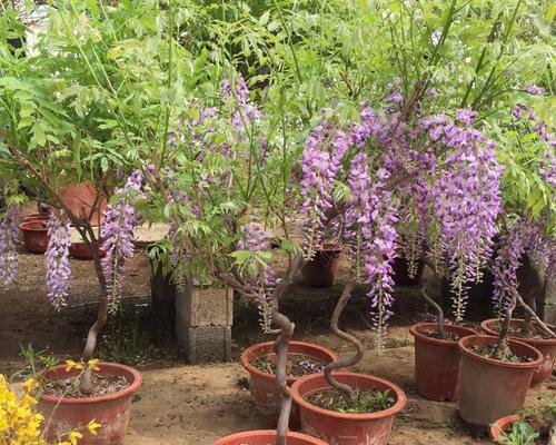 多花紫藤的花期特点（一年开花频次高）