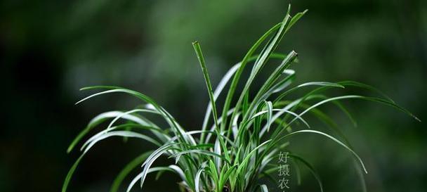 多菌灵是否适合浇兰花（探讨兰花生长环境和多菌灵的作用）