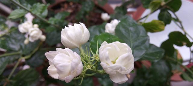 多菌灵可以浇茉莉花吗（多菌灵的作用）