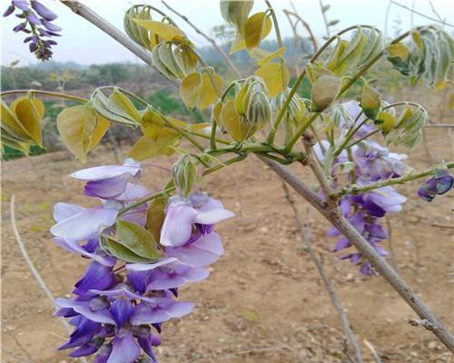 紫藤可以使用多菌灵进行浇水吗（多菌灵的作用及如何正确使用）