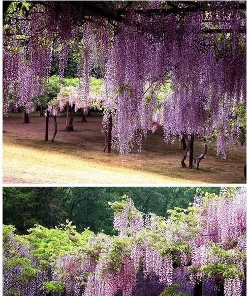 多年生爬藤花卉的种类与养护（了解这些品种）