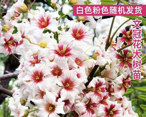 多年生盆栽花卉——打造永恒花园（选择、养护、美化）