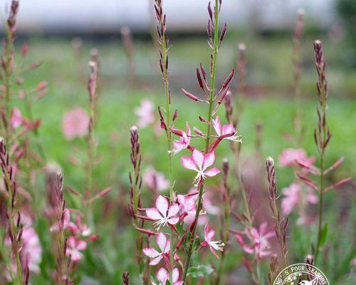 常见多年生宿根草本花卉品种大揭秘（品种繁多）