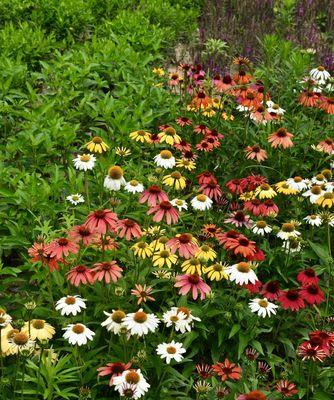 多年生宿根花卉全面介绍（了解这些花卉）