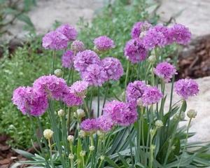 多年宿根花卉——常青植物的绚丽世界（探寻多年宿根花卉的生长习性和品种特点）