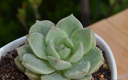 多肉白牡丹的种植与配土方法（精选种植土壤）