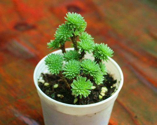 多肉植物（探究多肉植物吸收辐射的奥秘）