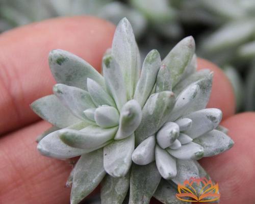 多肉植物的根系发达，适合种植在哪种花盆里（从根系发达的原因到适合的花盆种类）