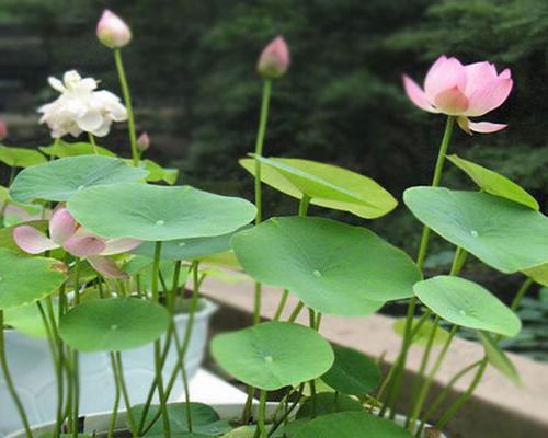 莲花催花时间和方法详解（掌握催花技巧）