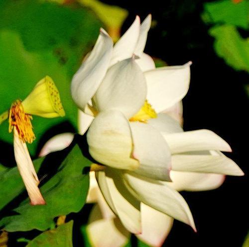 莲花花语之深情不已（探究莲花的花语及其传承与演变）