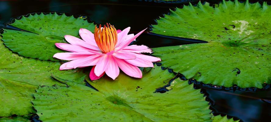 莲花的品质和精神（探寻莲花的文化底蕴与生命力）