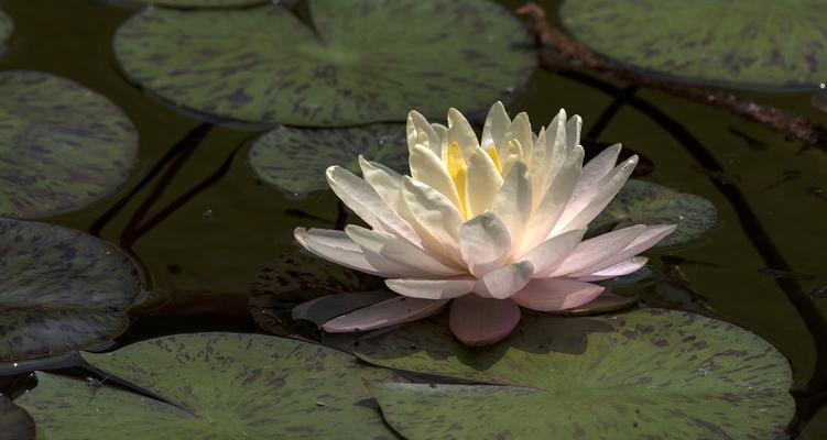 莲花的生长过程（从种子到绚丽绽放）