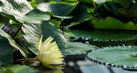 解析莲花的生长习性与适宜环境（探讨莲花的生长周期）