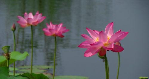 莲花的文化意义（探索莲花在风水中的象征意义）