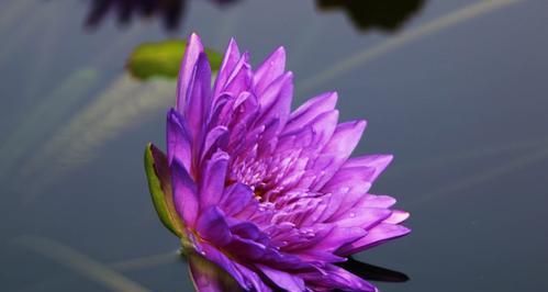 莲花开放季节是什么时候（探究莲花的开花时间和生长环境）