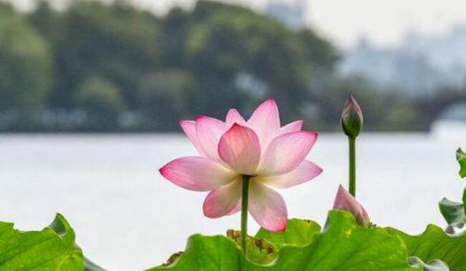 莲花开放季节是什么时候（探究莲花的开花时间和生长环境）