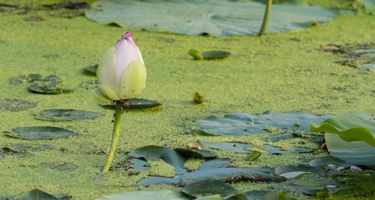 揭秘莲花生生长之谜——生长环境条件及特点分析（一探究竟）