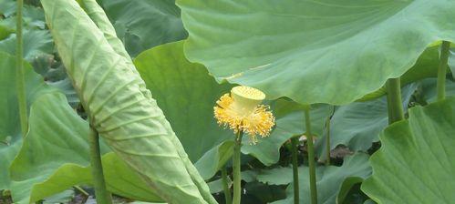 莲花生长喜好与栽培技巧（掌握关键技巧）