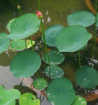 莲花的奇妙之旅（探秘莲花的起源）