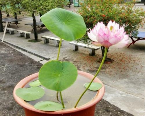 莲花的奇妙之旅（探秘莲花的起源）