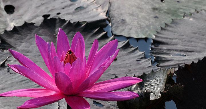 探秘莲花的生长环境（从水泥缝中到池塘里）