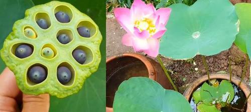 莲花种子的种植方法（如何让莲花在家中生长）