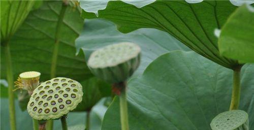 探究莲藕的生长习性特点和生长环境条件（发掘莲藕种植的秘密）