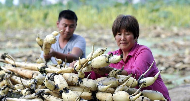 探究莲藕的生长习性特点和生长环境条件（发掘莲藕种植的秘密）