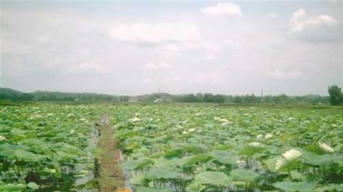 莲藕的种植和管理（掌握最佳种植时间）