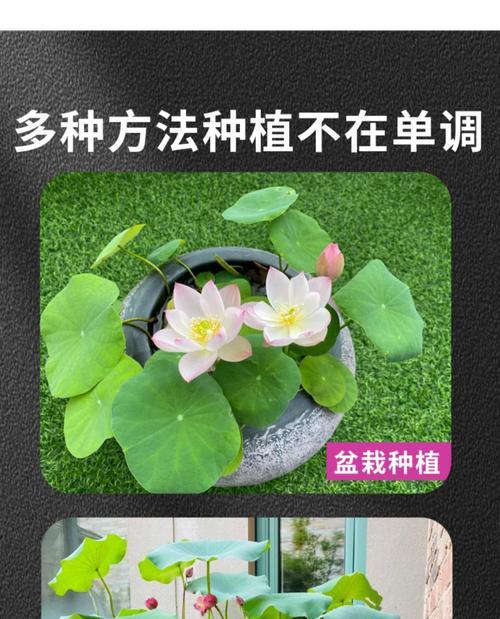 莲藕盆栽的种植方法（适合什么土壤种植）