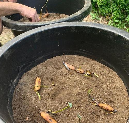 夏季是莲藕丰收的季节，六、七月份是收获的最佳时机（夏季是莲藕丰收的季节）