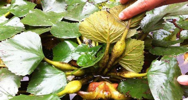 莲藕是一年一种植物（了解莲藕生长习性和食用价值）