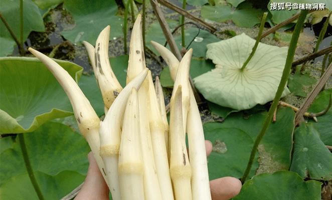 莲藕是一年一种植物（了解莲藕生长习性和食用价值）