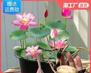 莲藕的生长季节（探究莲藕的四季生长和特点）