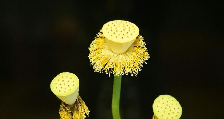 莲蓬几月开花结果？花期多长？——详解莲蓬的开花结果时间