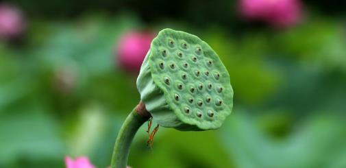 莲蓬几月开花结果？花期多长？——详解莲蓬的开花结果时间