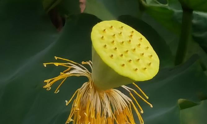 莲蓬成熟季节及采摘方法（八月份的莲蓬）