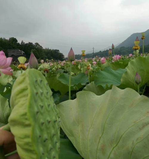 莲蓬子的营养价值与食用方法（莲蓬子的成分分析）