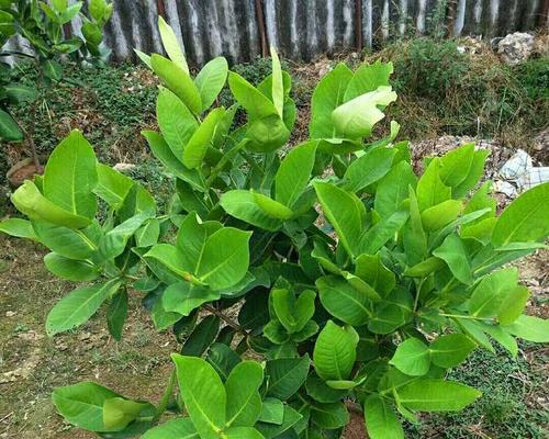 莲雾树在家庭花园的种植（种植技巧）