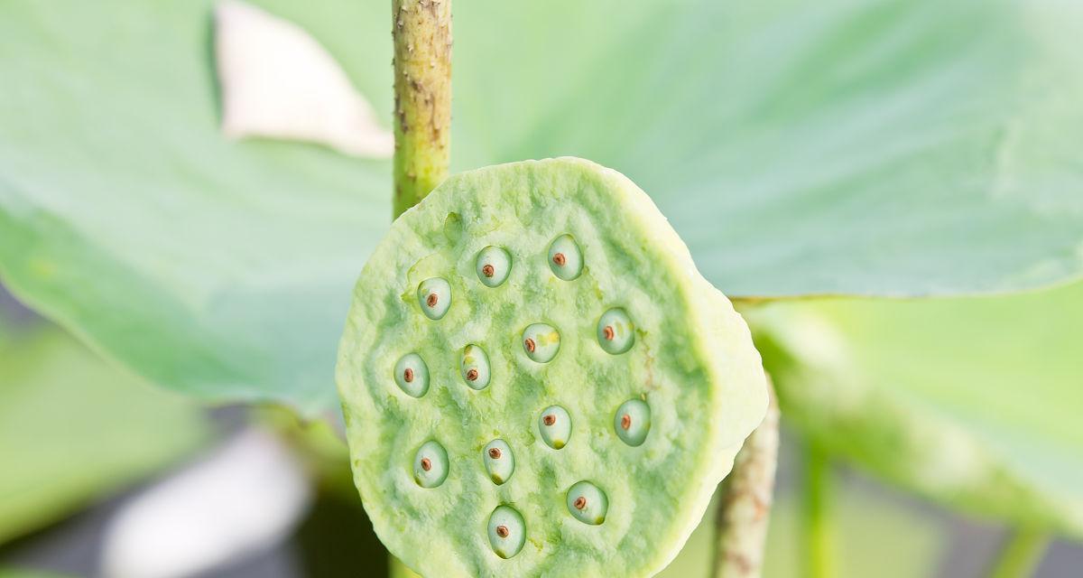 莲子的种植技巧（掌握时间与方法）