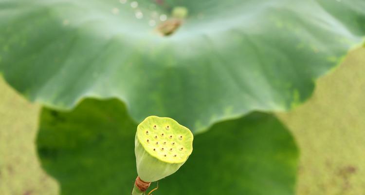 莲子成熟时机揭秘（探寻莲子成熟的时节与标志）