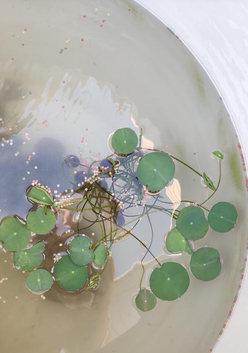 莲子的发芽和种植方法详解（如何让莲子快速发芽）