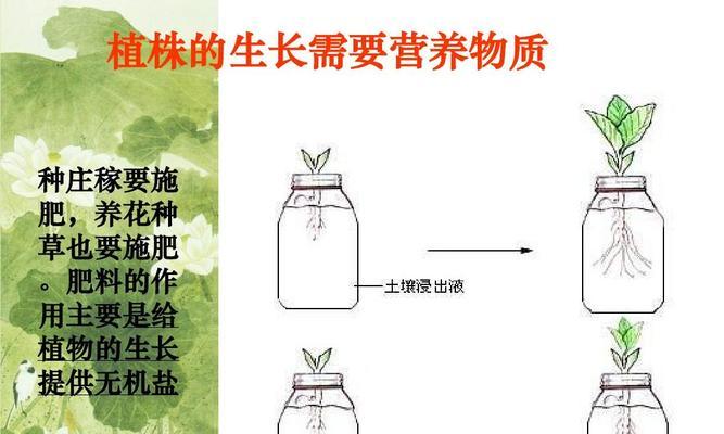 莲子水培养殖方法（简单易行的水培莲子种植技巧）