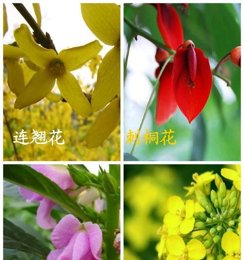 从花的结构、繁殖方式、种类等方面逐一分析（从花的结构）