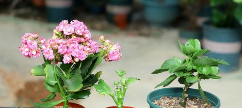 长寿花的生长调理——磷酸二氢钾的神奇功效（让长寿花长成“仙人掌”）