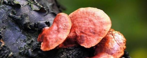 灵芝草与灵芝的区别（了解灵芝草和灵芝的不同特点）