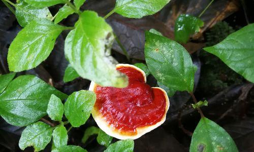 灵芝花养护全攻略（打造繁茂的灵芝花）